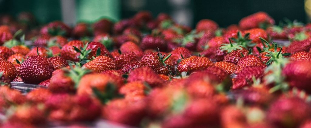 מבט מקרוב של תותים בשלים רבים עם גבעולים ירוקים, המוצג בסביבה חיצונית. התותים ערומים יחד, מציגים את צבעם האדום התוסס ומשטח המרקם שלהם. הרקע מטושטש בעדינות.