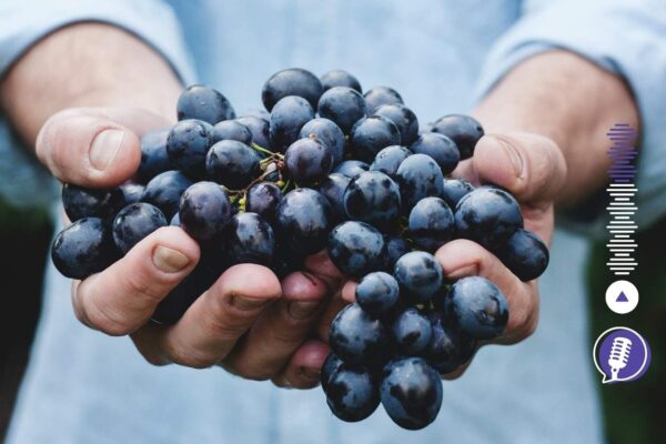 ענבים ביד אדם